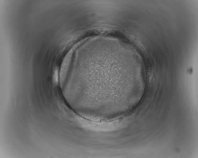 X0000090450042200707272225