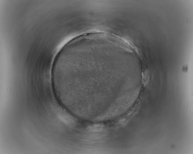 X0000090450196200707272223