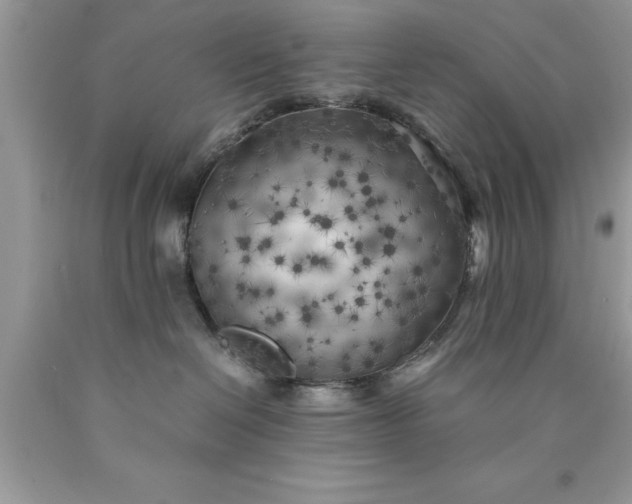 X0000090450286200707272222