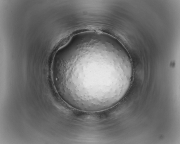 X0000090450303200707272221