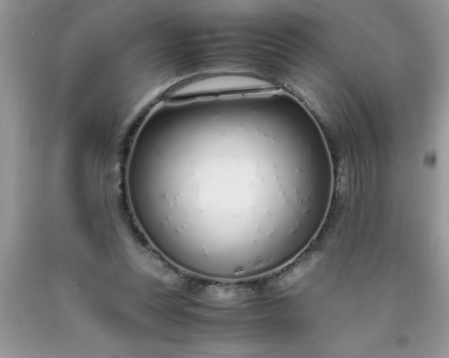 X0000090450351200707272220