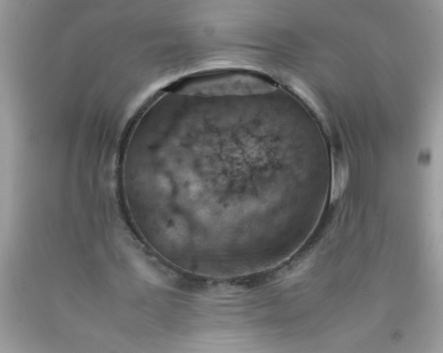 X0000090450387200707272220