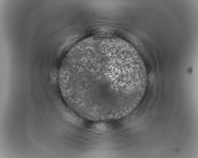 X0000090450423200707272219