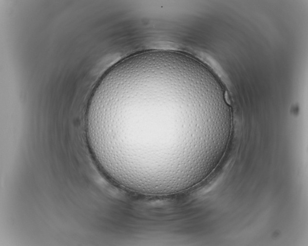 X0000090450433200707272219