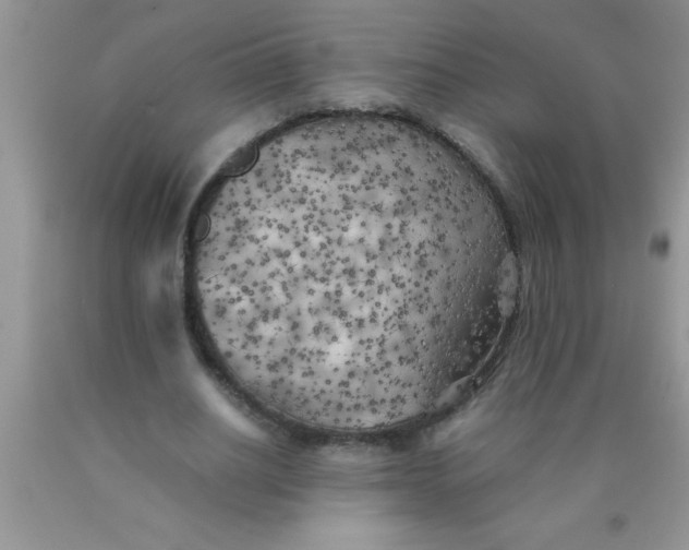 X0000090450630200707272216