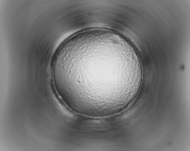 X0000090451125200707272210