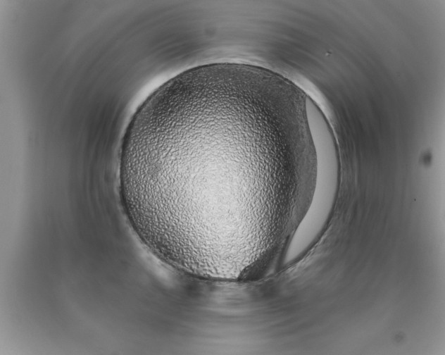 X0000090451144200707272210