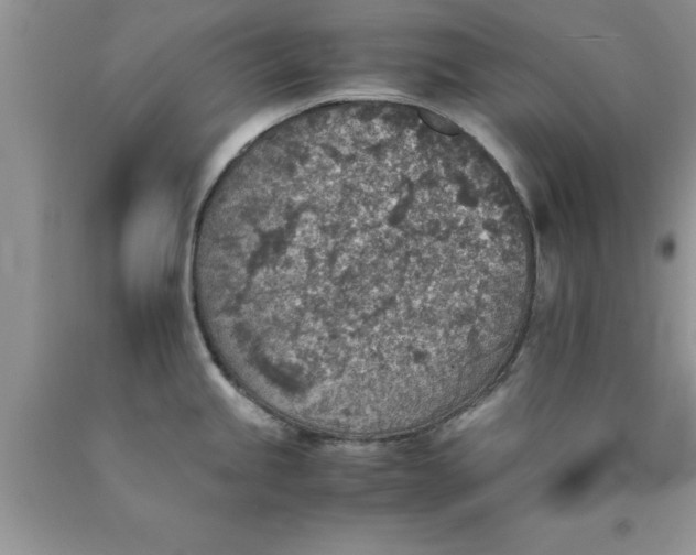 X0000090451245200707272209