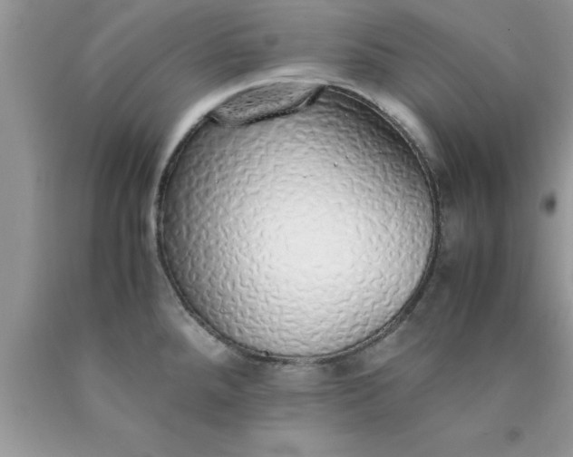 X0000090451288200707272208