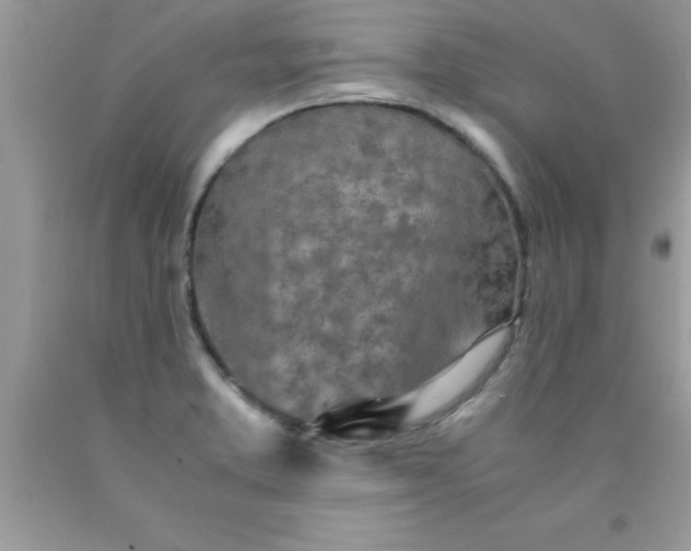 X0000090451373200707272207