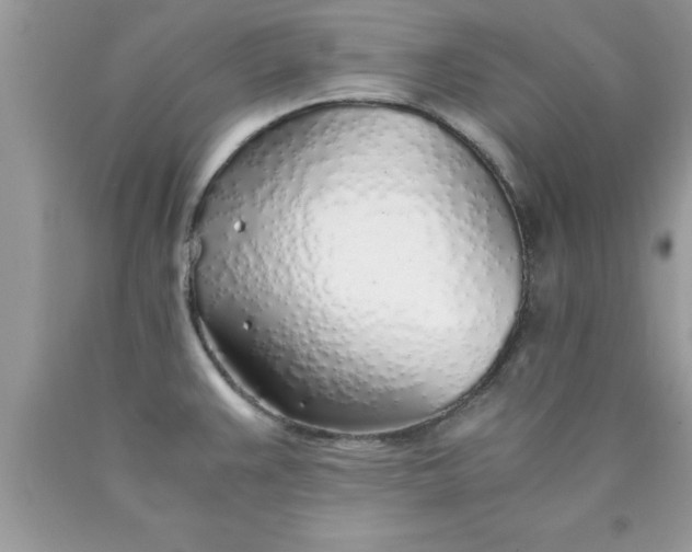 X0000090451383200707272206