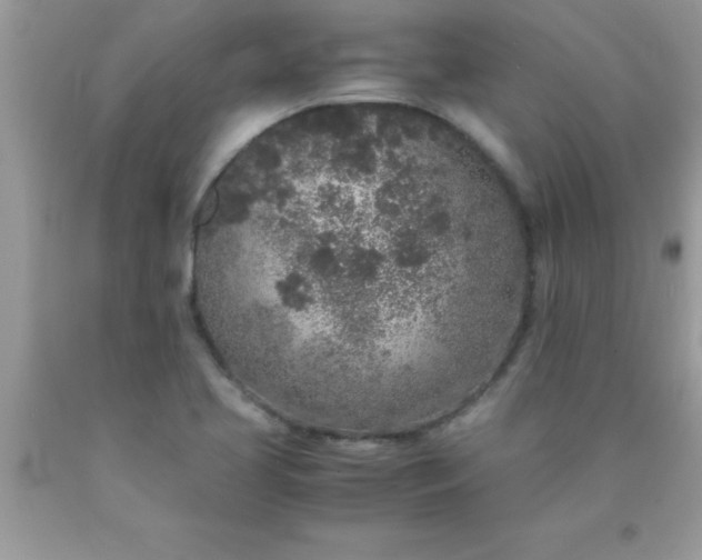 X0000090451413200707272206