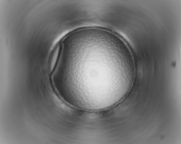 X0000090451460200707272206