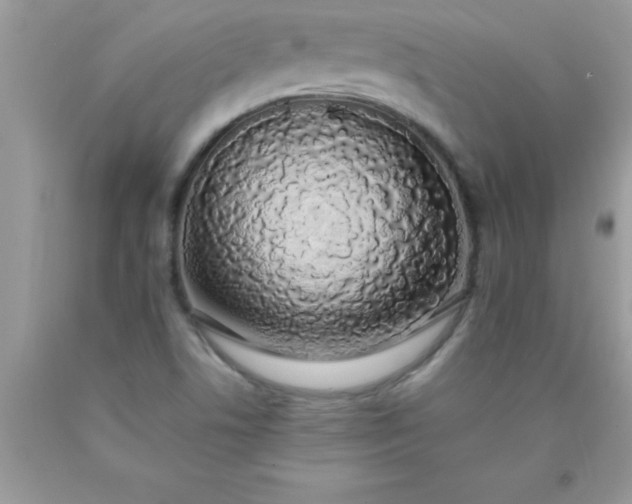 X0000090451506200707272205