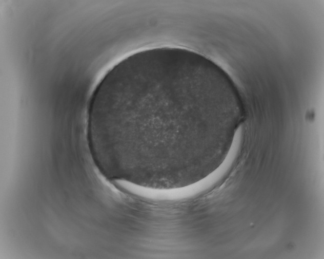 X0000090451508200707272205