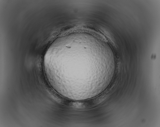 X0000090450265200708031224