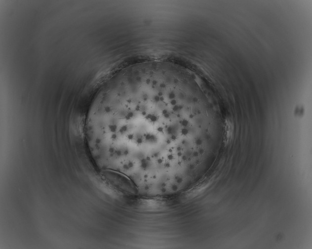 X0000090450286200708031225