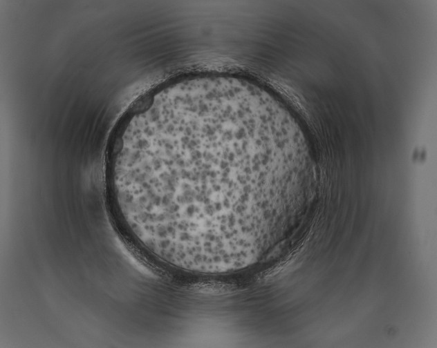 X0000090450630200708031218