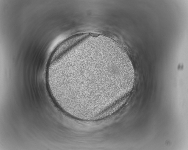 X0000090450006200708102059