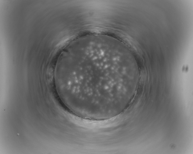 X0000090450043200708102059