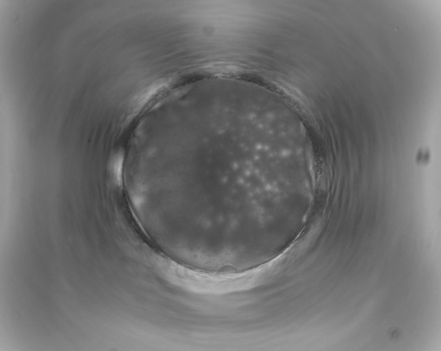 X0000090450047200708102059