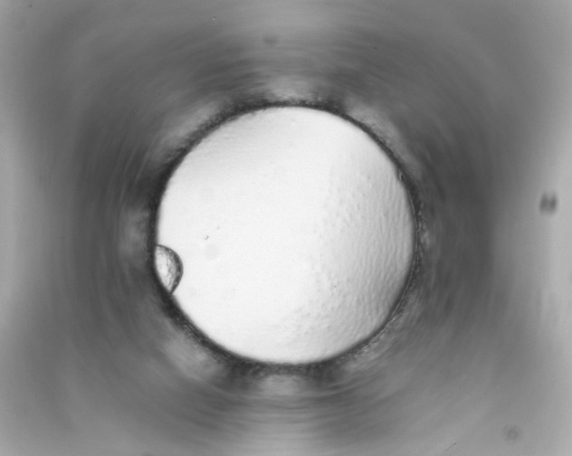 X0000090450066200708102058