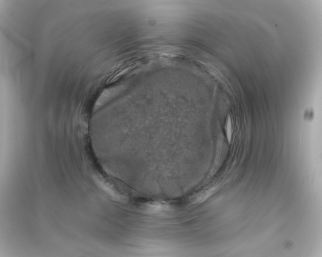 X0000090450284200708102056