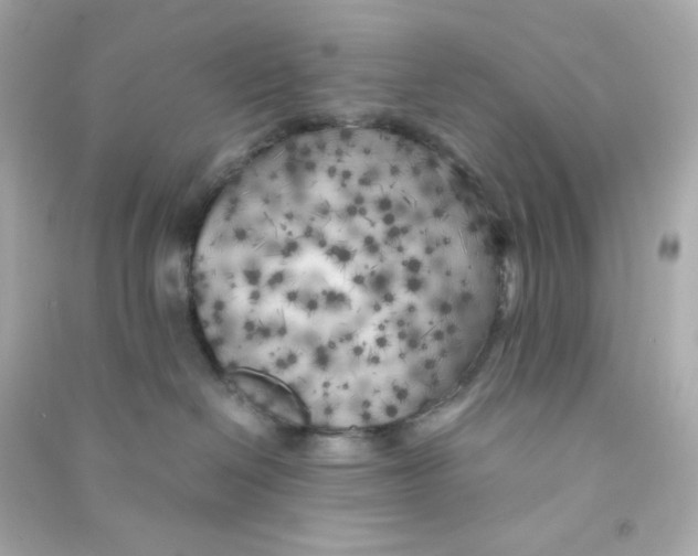 X0000090450286200708102056