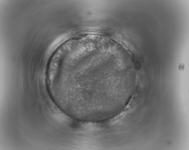 X0000090450293200708102055