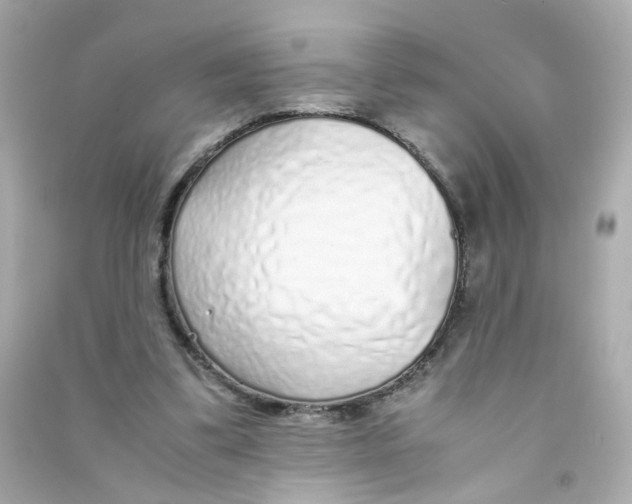 X0000090450299200708102055