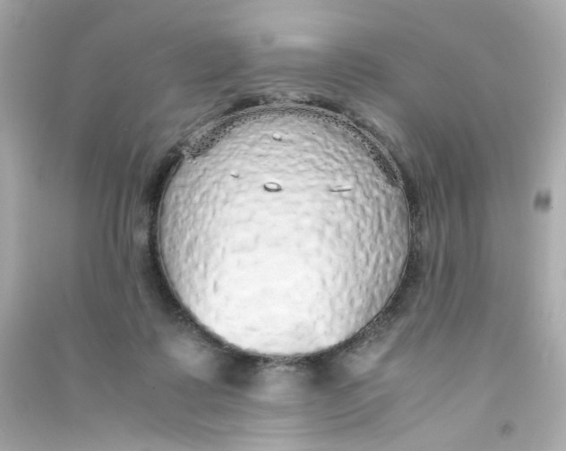 X0000090450315200708102055