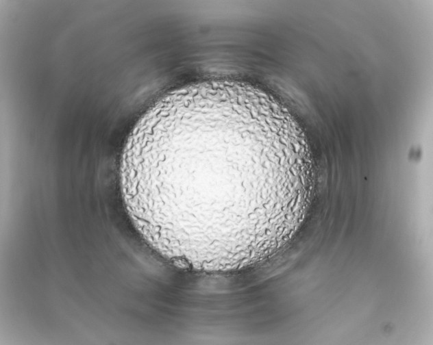 X0000090450369200708102055