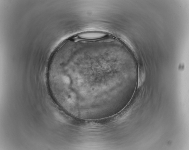 X0000090450387200708102054