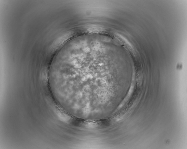 X0000090450405200708102054