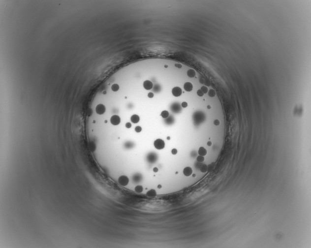 X0000090450459200708102053