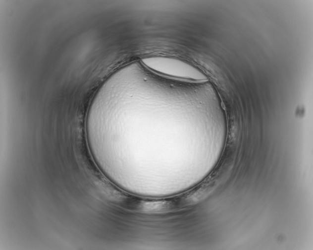 X0000090450461200708102053