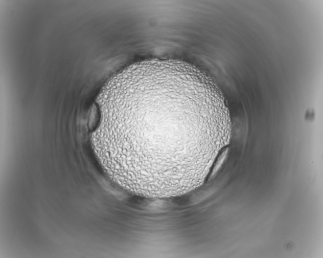 X0000090450527200708102052