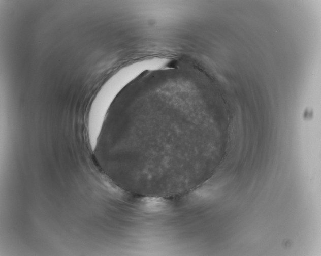 X0000090450528200708102052