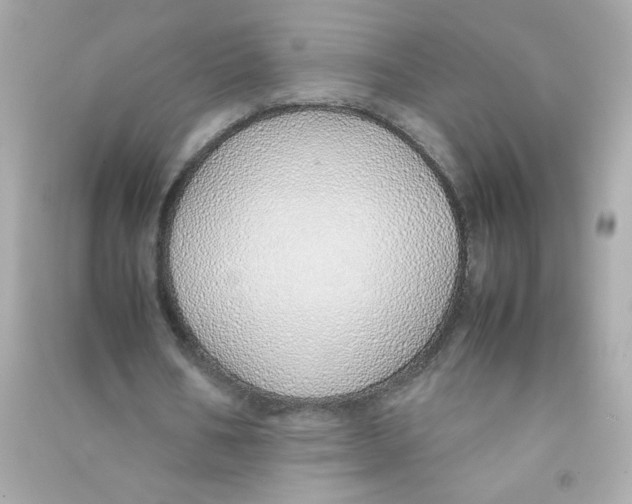 X0000090450578200708102051