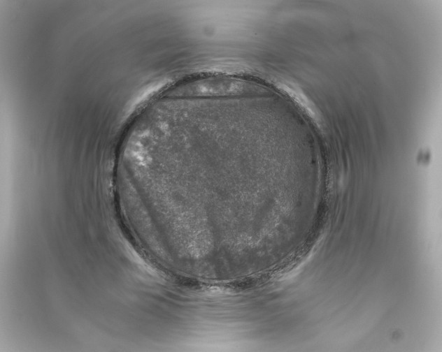 X0000090450585200708102051