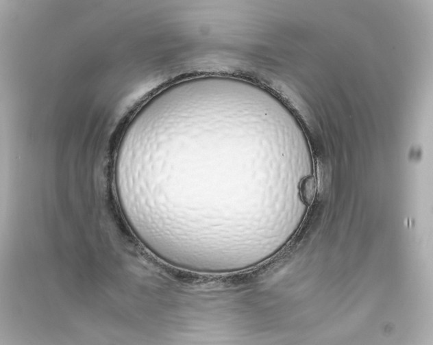 X0000090450675200708102050