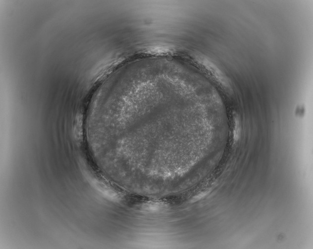 X0000090450696200708102050