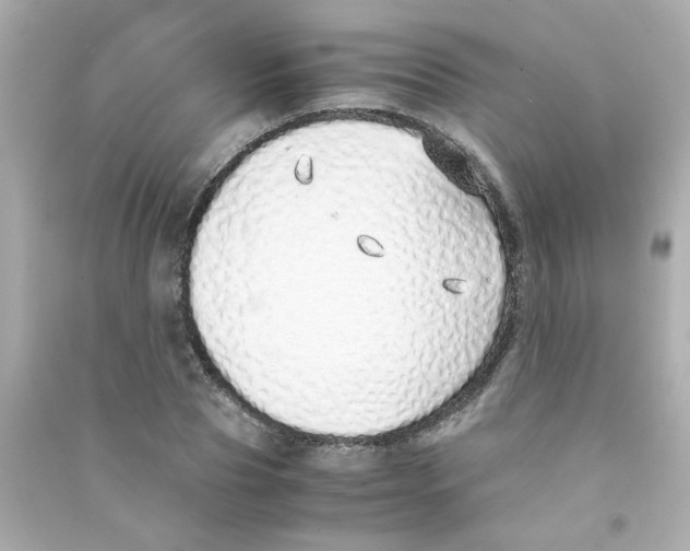 X0000090450929200708102046