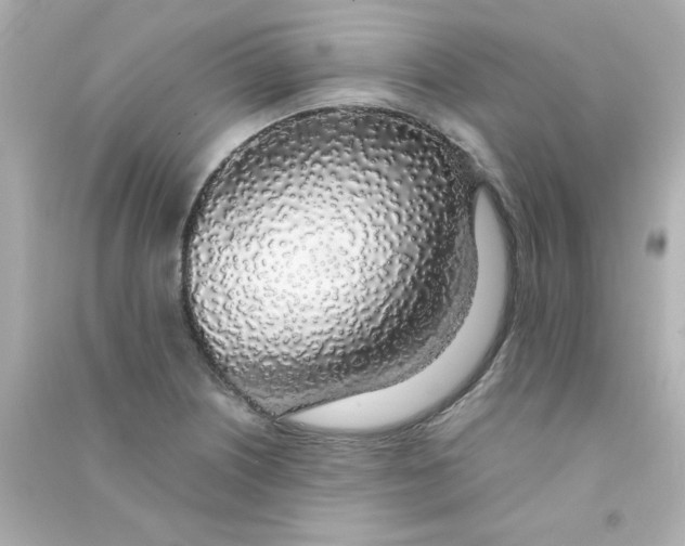 X0000090451226200708102042