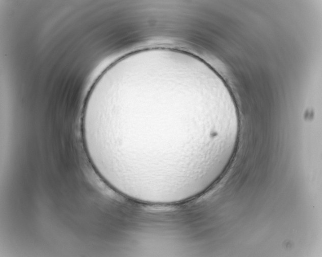 X0000090451296200708102041