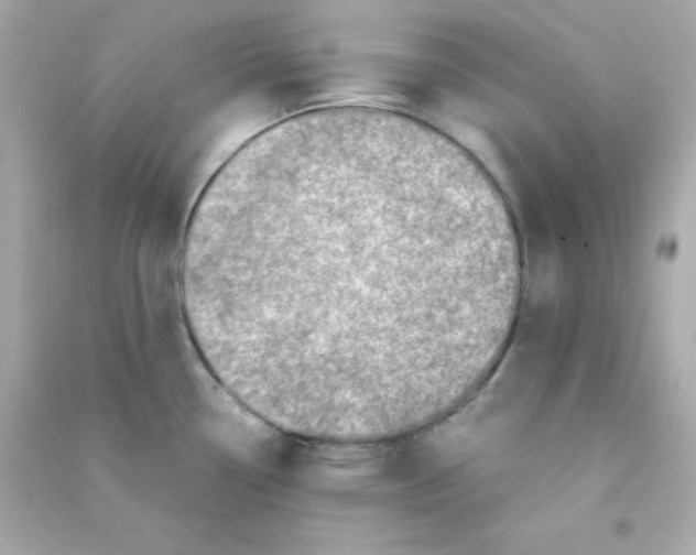 X0000090451338200708102041