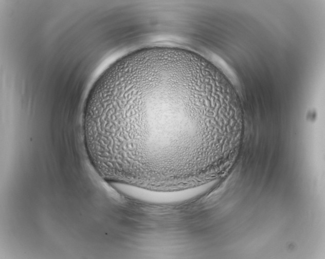 X0000090451384200708102039