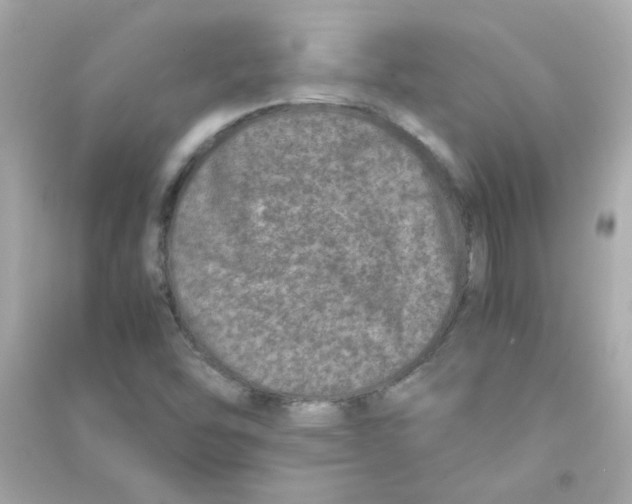 X0000090451454200708102038