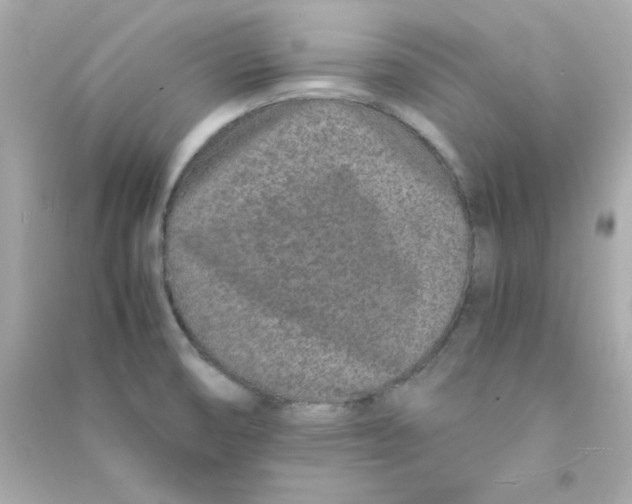 X0000090451474200708102038