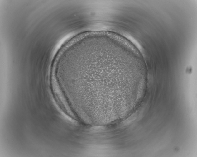 X0000090451477200708102038